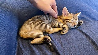 Kitty relaxes with your massage .... Softporn for women
