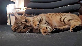 Romantic play in the morning .... Soft porn videos for women