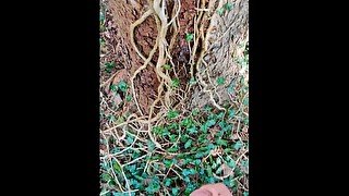 Piss in den Wald und abspritzen