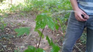 peeing on a plant