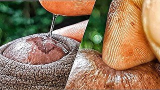 I Tease you by Playing with my Delicious Precum and Fingered my Dick Hole Extreme Close Up