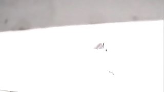 Piss pouring out of hot pussy on toilet voyeur scenes