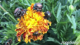 I went to church for the garden, I stayed for the service.