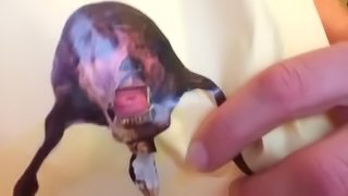 Wompus GullyGully. Tut supreme