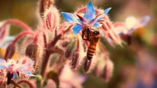 MATURE NATURAL GETS PLOWED BY WORKER BEE