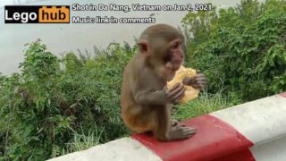 Holiday video: Monkey business